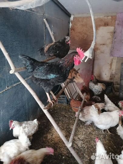 Молодые петухи