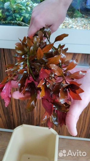 Аквариумные растения