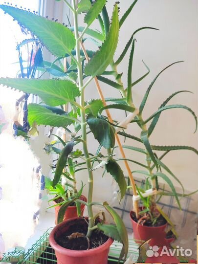 Комнатные цветы каланхоэ