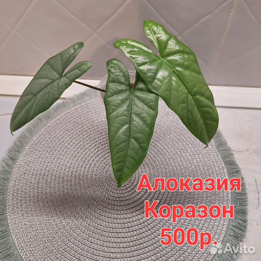 Алоказия Коразон