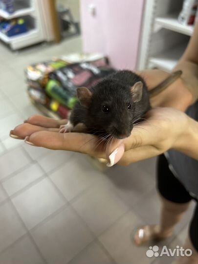Декоративная крыса