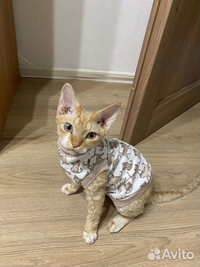 Одежда для животных