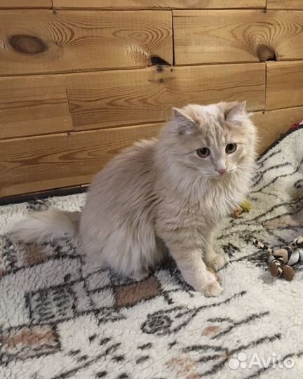 Рыжий кот ищет дом