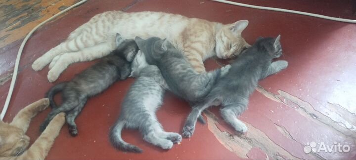 Котята в добрые руки
