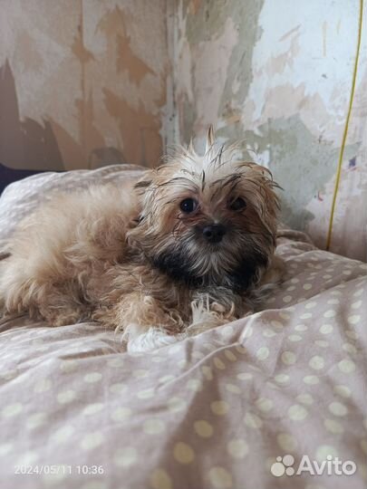 Продам собачку