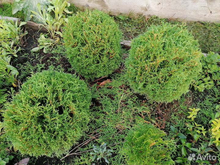 Туя, можжевельник, Ель,хвойники, кипарисовик