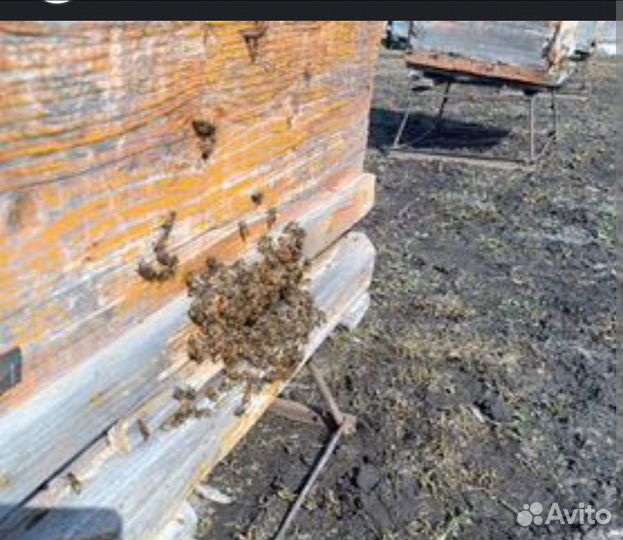 Продам пчелопакеты