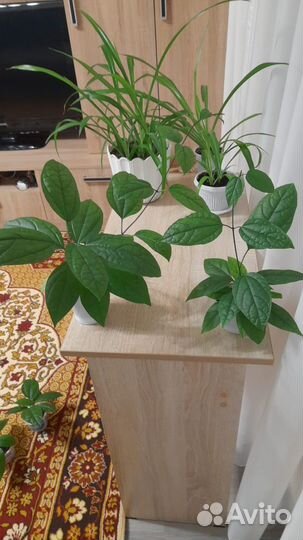 Клеродендрум