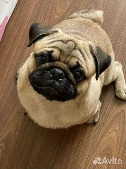Мопс вязка мальчик