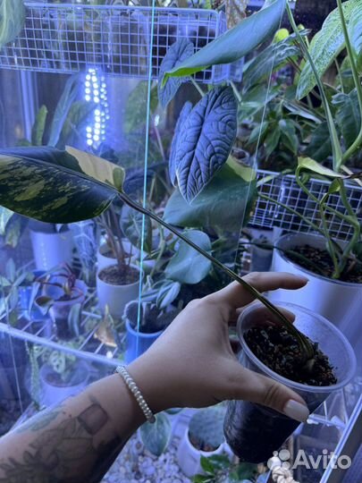 Монстера с желтой вариегатностью aurea