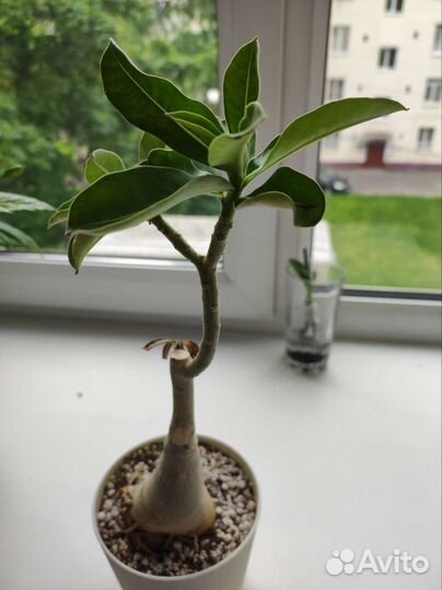 Прививки Адениума