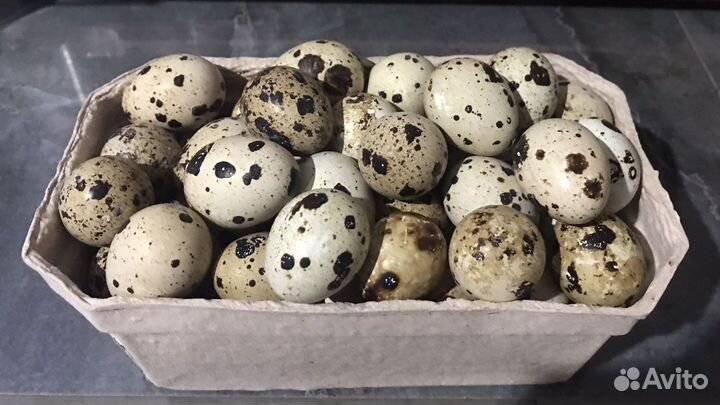 Яйца перепелиные