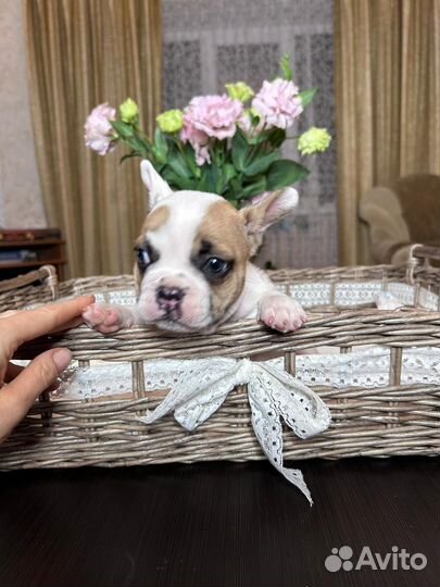 Французский бульдог щенки мини