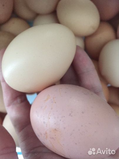 Яйца куриные, гусиные