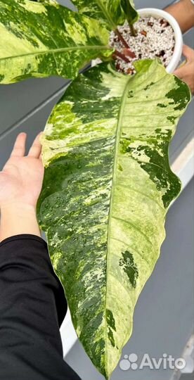 Антуриум Ренисанс минт вар