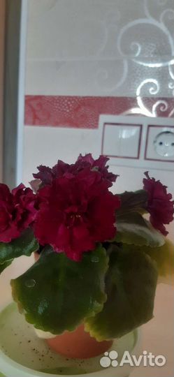 Укорененные черенки фиалок