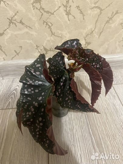 Бегония краклин рози