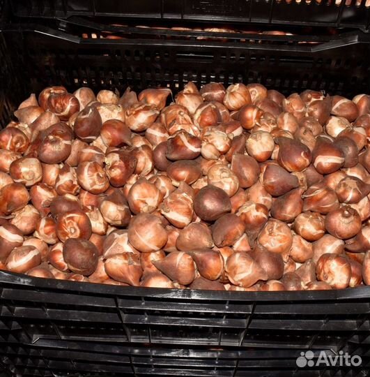 Луковицы тюльпанов опт