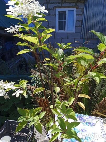 Гортензия метельчатая Фантом