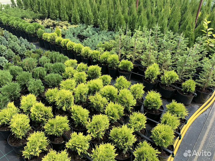 Декоративные (хвойные) и плодовые растения