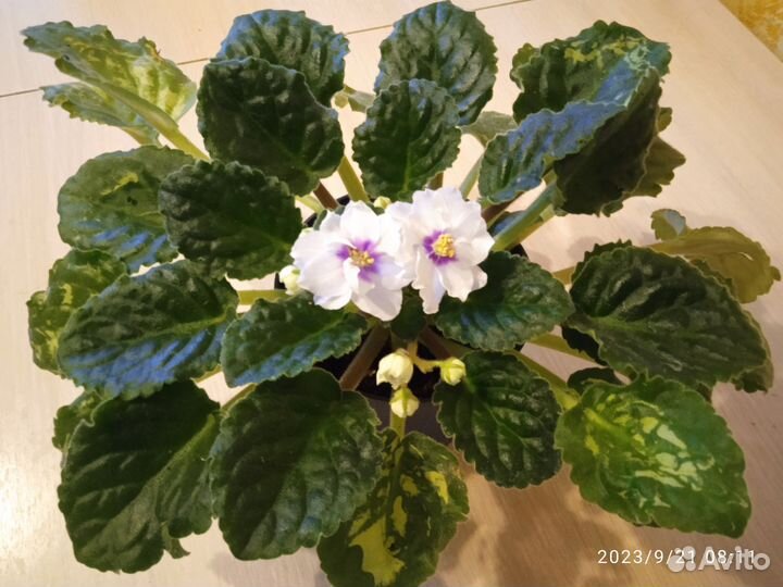 Сортовые фиалки