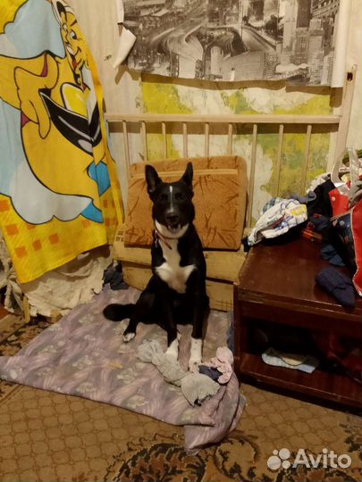 Передержка животных