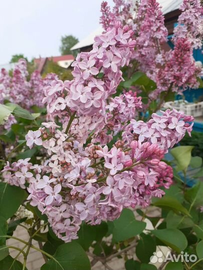 Декоративные кустарники