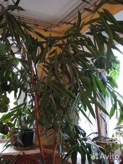 Цветы и растения для жизни и настроения