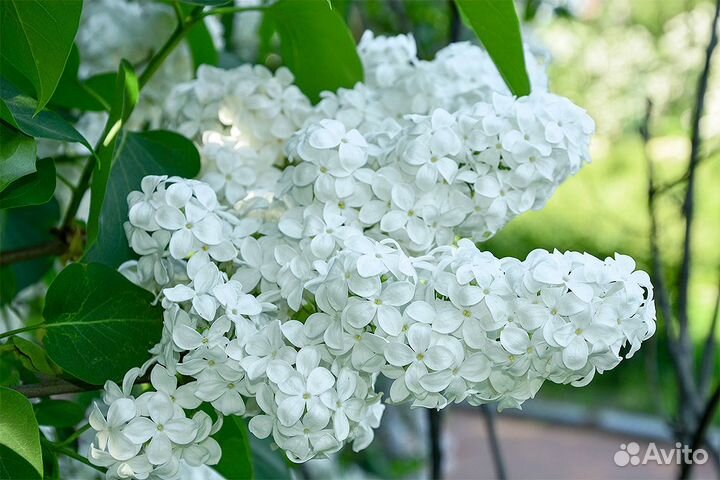 Сирень белая