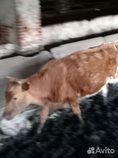 Тёлки, бычки