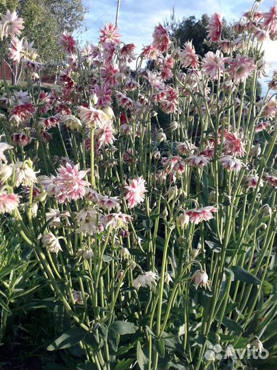 Цветы многолетние 2