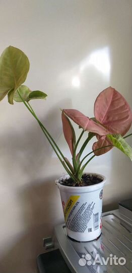 Сингониумы сортовые