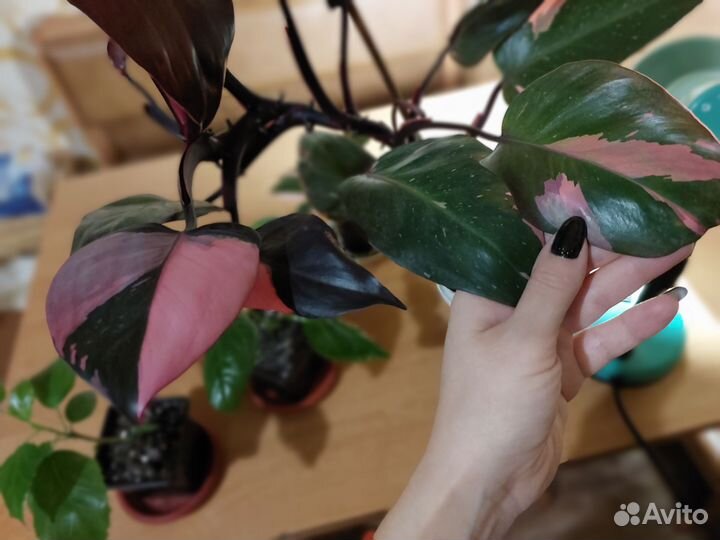 Филодендрон розовая принцесса