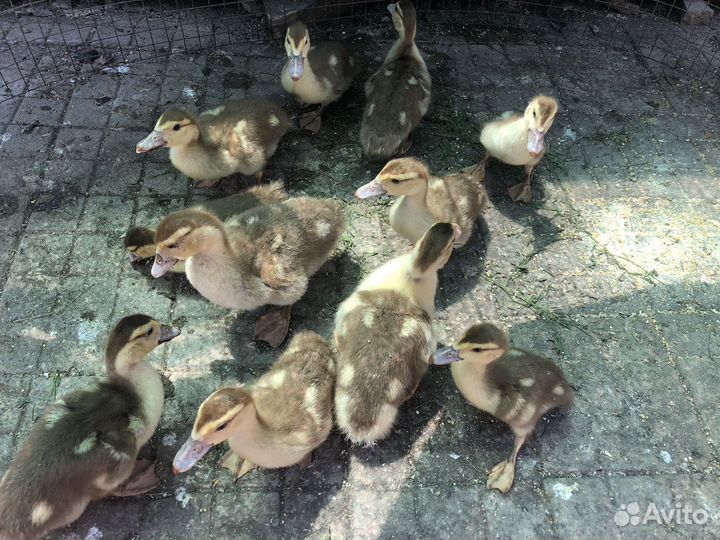 Мускусные утки