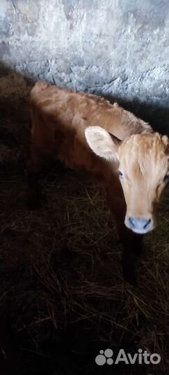 Бычок красногорбатовской породы