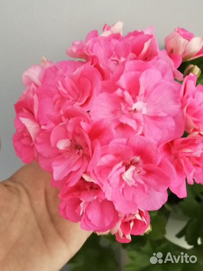 Пеларгония сортовая