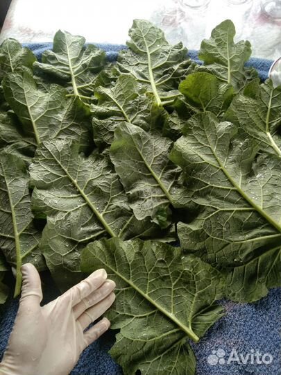 Свежий сок лопуха с мёдом 1/1