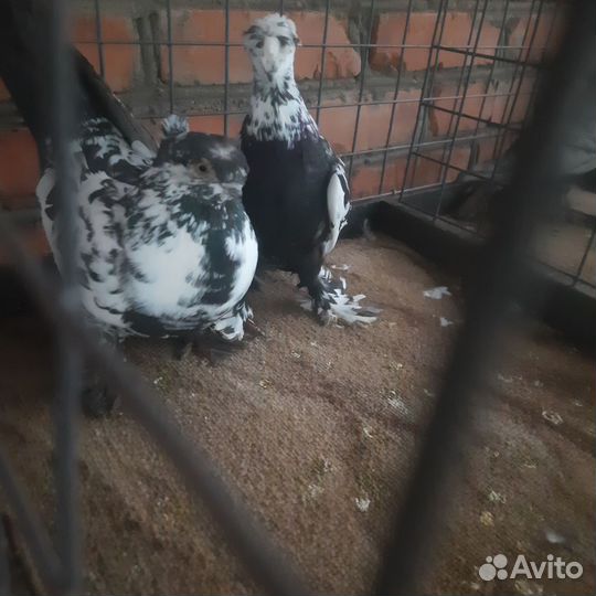 Голуби узбеки