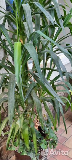 Папоротник комнатный