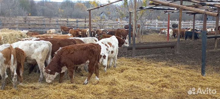Телята бычки на откорм