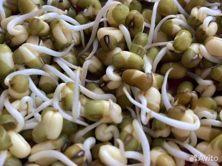 Пророщенные зерна ржи маша микрозелени