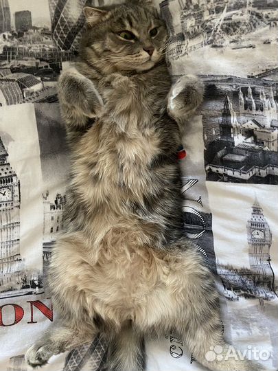 Взрослая кошка