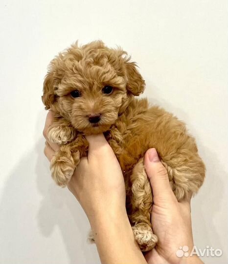 Той-пудель девочка