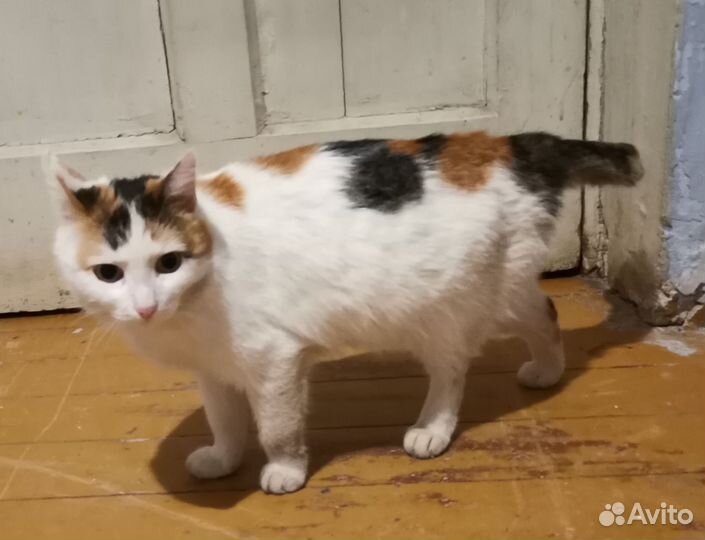 Кошка хочет домой