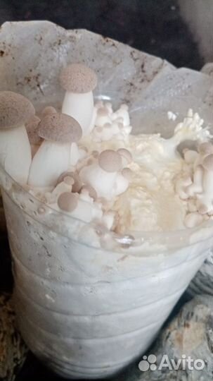 Мицелий Королевской вешенки