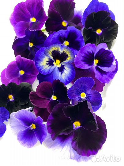 Виола и Бегония пищевая с фермы