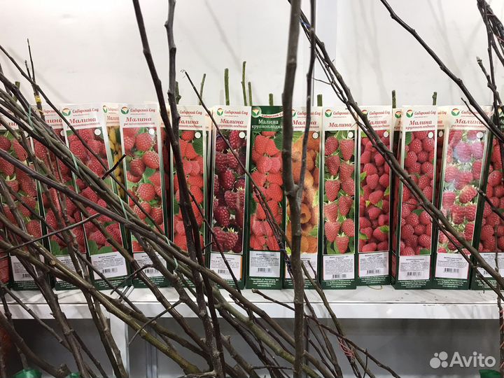 Саженцы плодовых деревьев,все для сад/огород