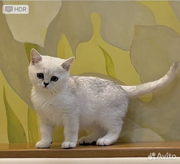 Друг без вредных привычек