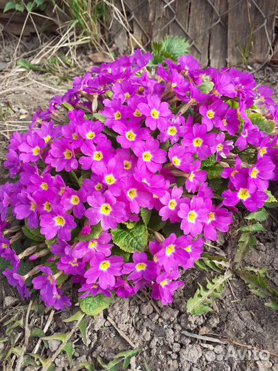 Цветы для сада