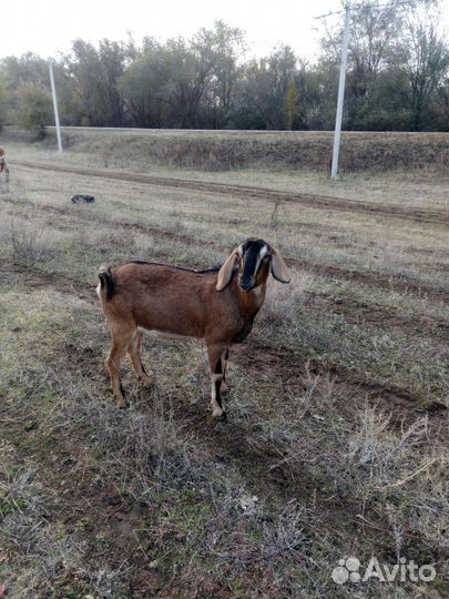 Нубийские козы